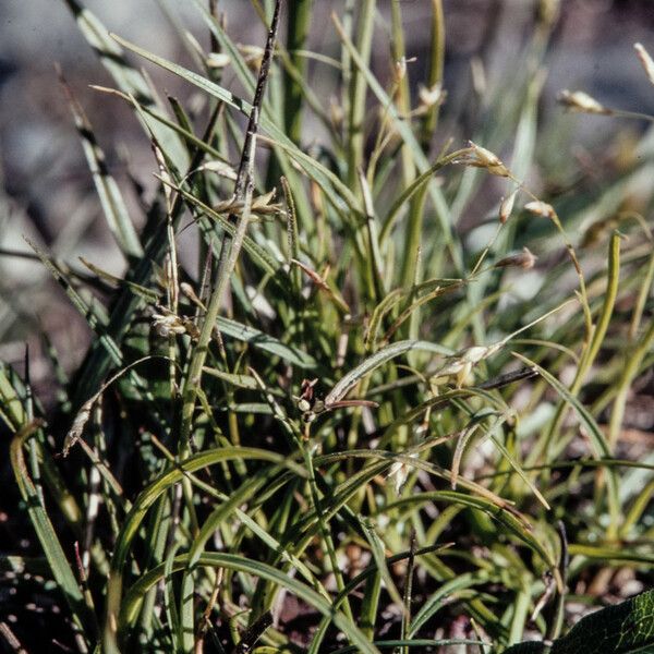 Carex capillaris Plod