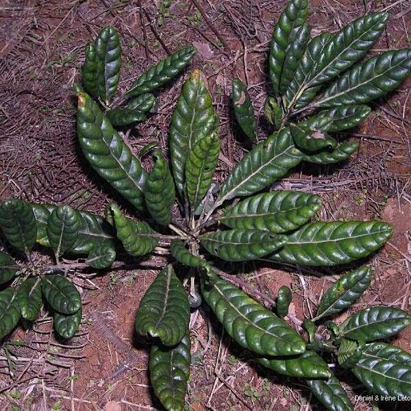 Elaeocarpus bullatus