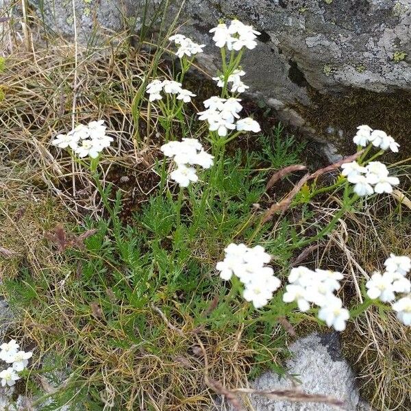 Achillea atrata Flor