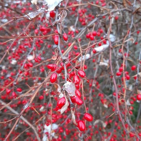 Berberis thunbergii Frucht