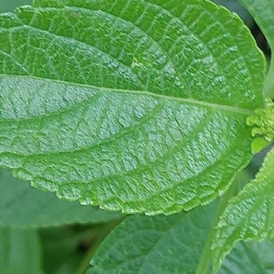 Lantana canescens Leaf