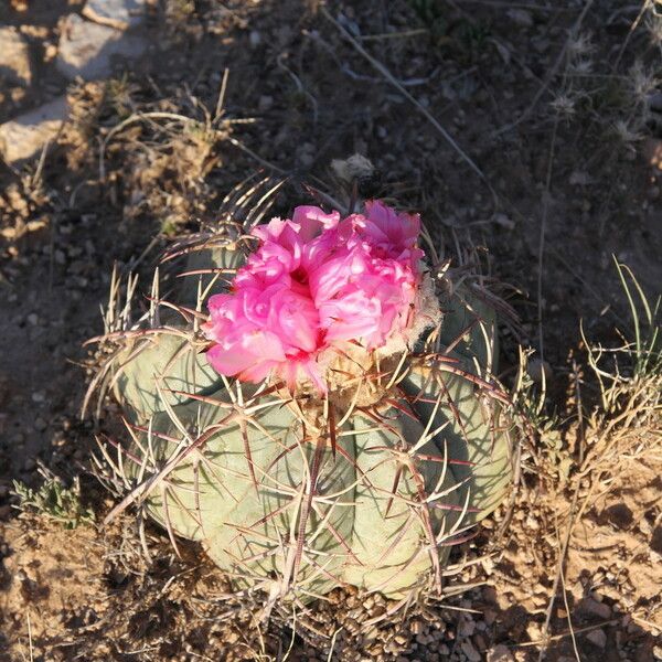 Echinocactus horizonthalonius Vivejo