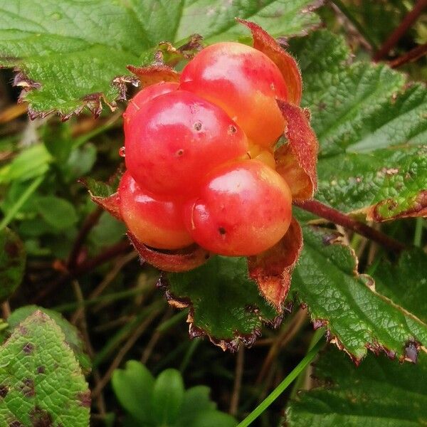 Rubus chamaemorus Fruit