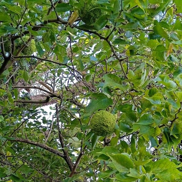 Maclura pomifera Plod