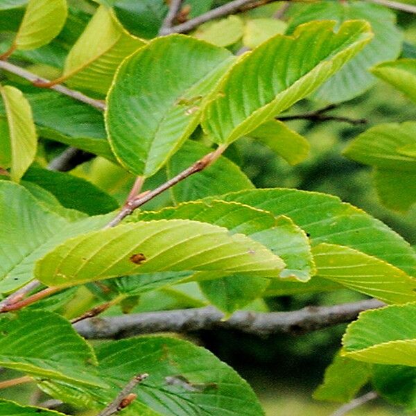 Rhamnus alpina Feuille