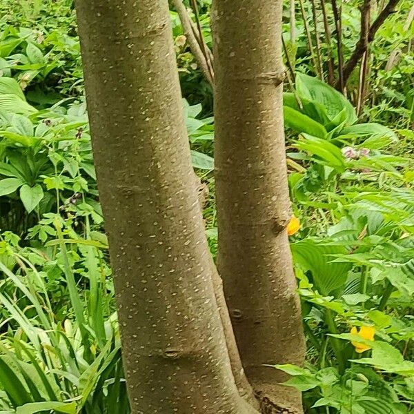Magnolia tripetala چھال