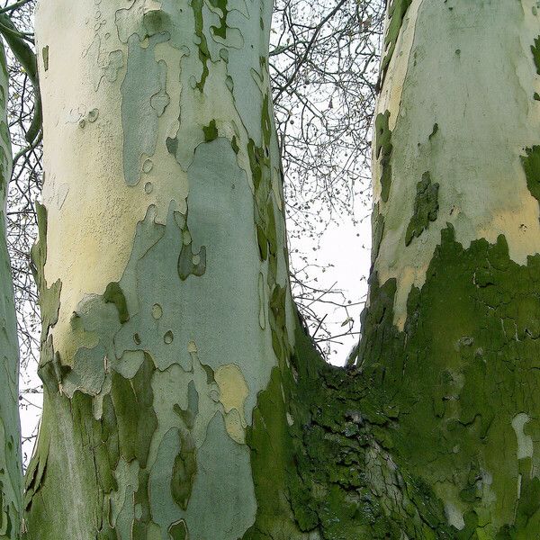 Platanus occidentalis Lubje