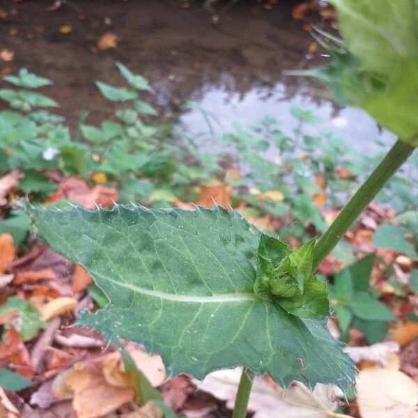 Cirsium oleraceum পাতা