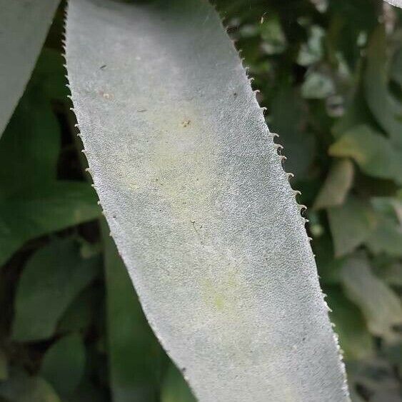 Aechmea serrata Blad