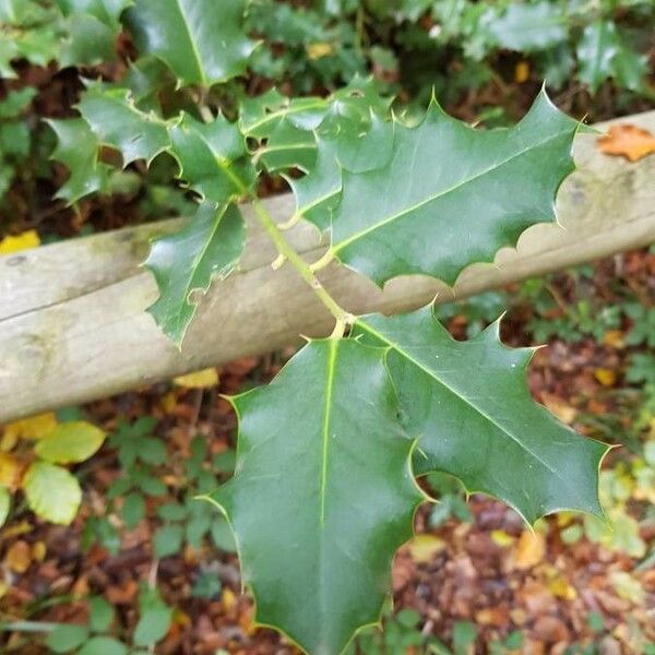 Ilex aquifolium Folio