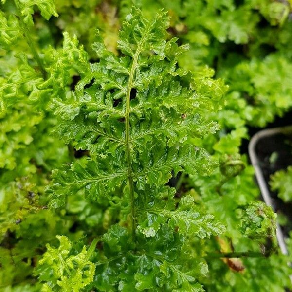 Dryopteris dilatata ഇല