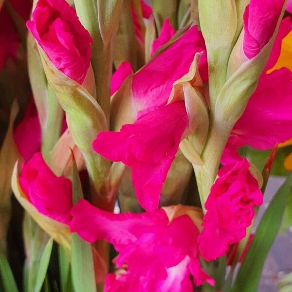 Gladiolus communis ফুল