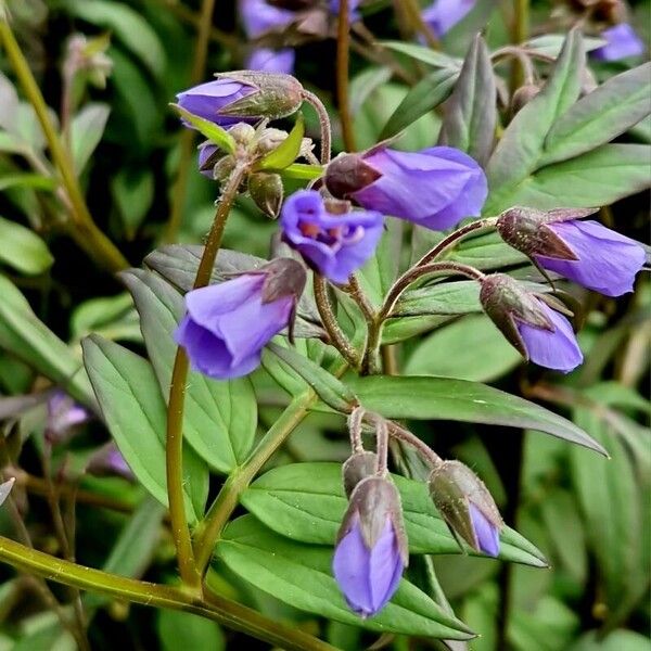 Polemonium reptans Flower