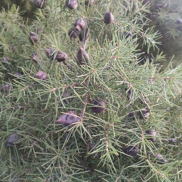 Hakea sericea फल