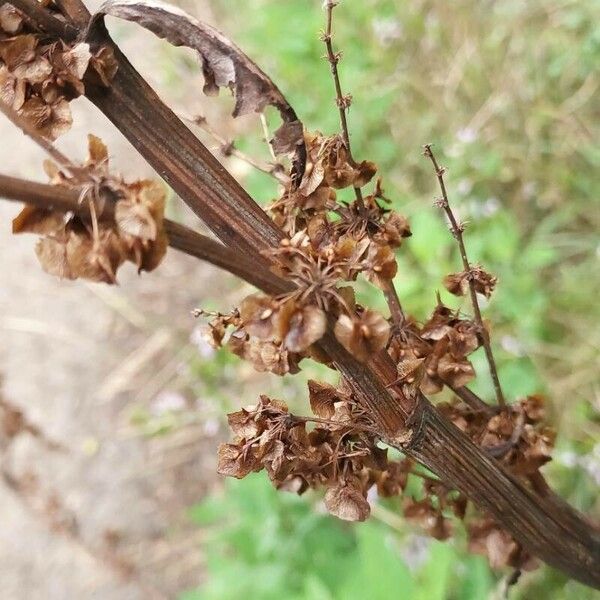 Rumex confertus Frukt