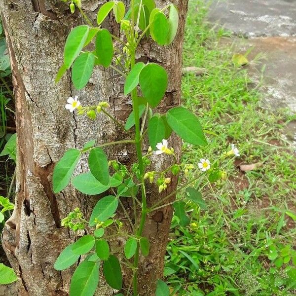 Oxalis barrelieri Flower