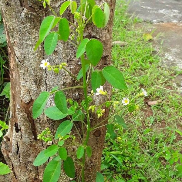 Oxalis barrelieri Kwiat