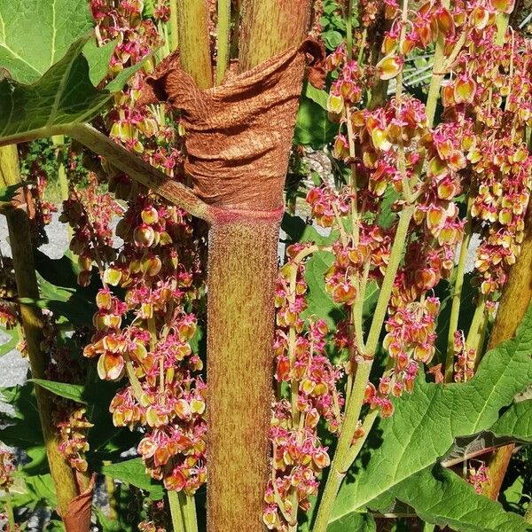 Rheum palmatum Rinde