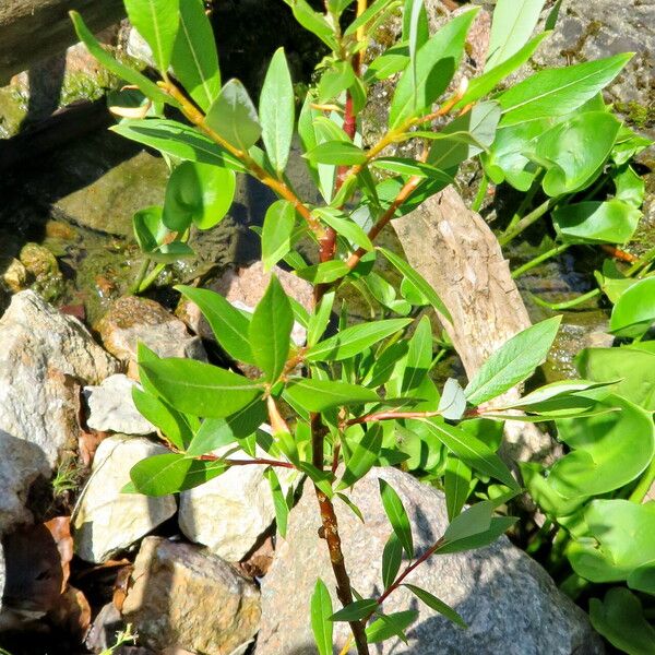 Salix arbusculoides Hábito