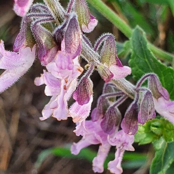 Orthosiphon parvifolius Flower