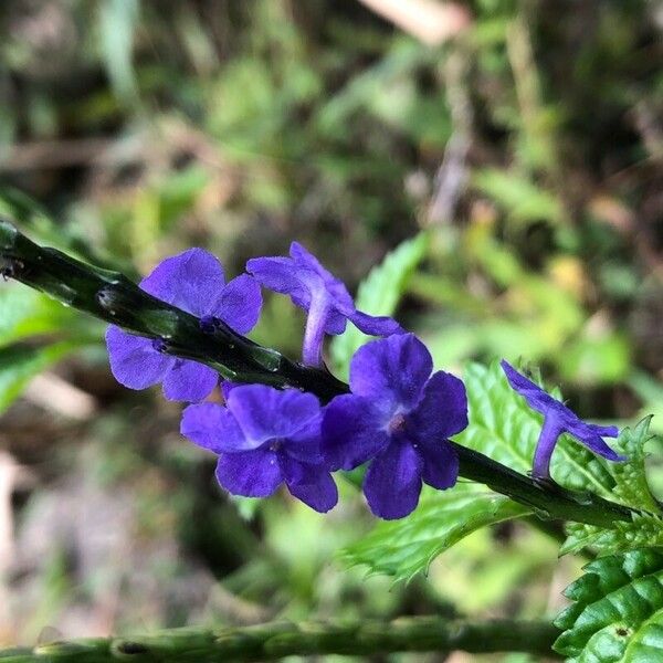 Stachytarpheta urticifolia Floro