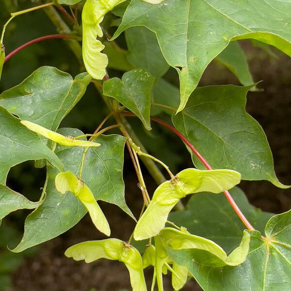 Acer cappadocicum Fruit