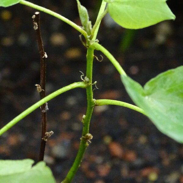 Gossypium herbaceum Bark