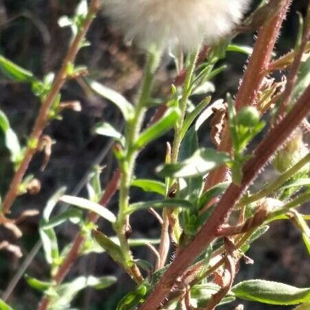 Erigeron acris ഇല