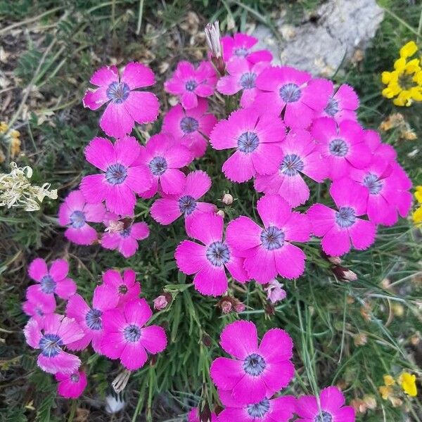 Dianthus pavonius Flors