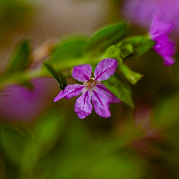 Cuphea hyssopifolia Flower