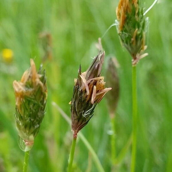 Alopecurus rendlei Blodyn