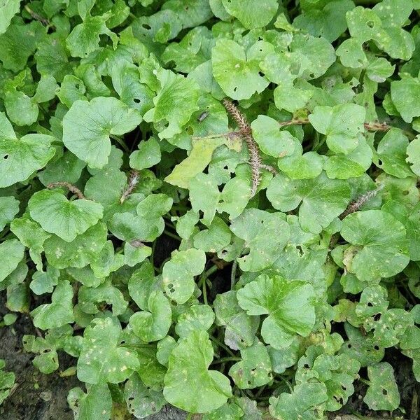 Centella asiatica Folha