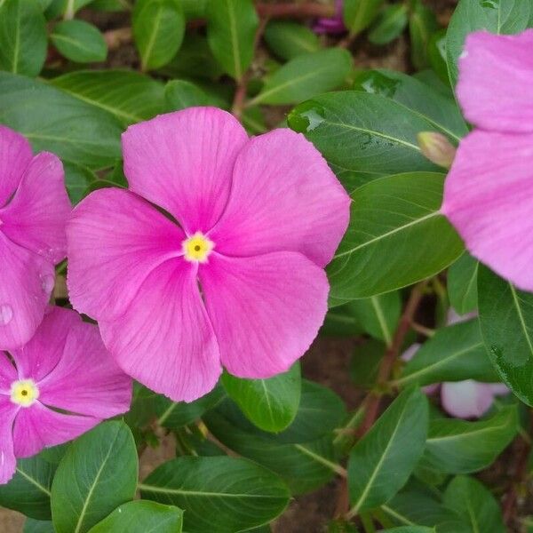 Catharanthus roseus Flower