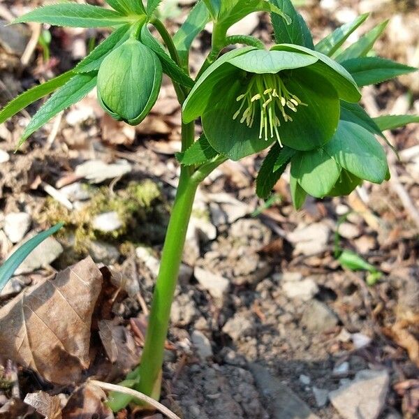 Helleborus viridis Flor