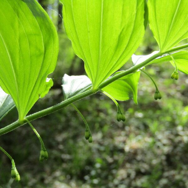 Polygonatum latifolium その他の提案