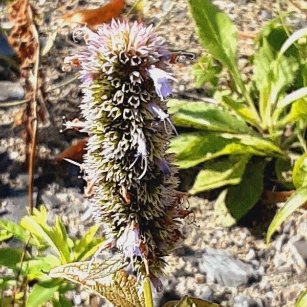 Agastache foeniculum Fruit