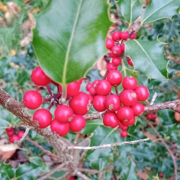 Ilex aquifolium फल