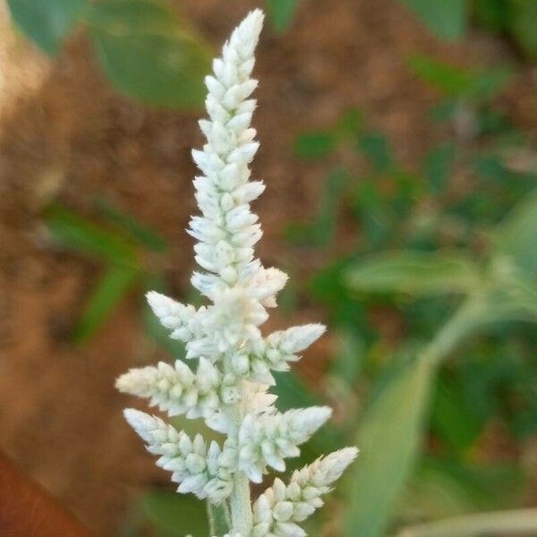 Aerva javanica Flower