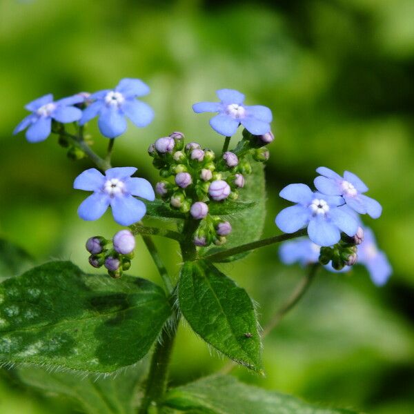 Brunnera macrophylla Flors