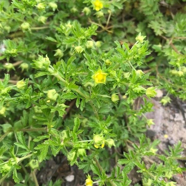 Potentilla supina Blodyn