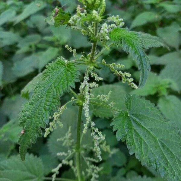 Urtica dioica 花