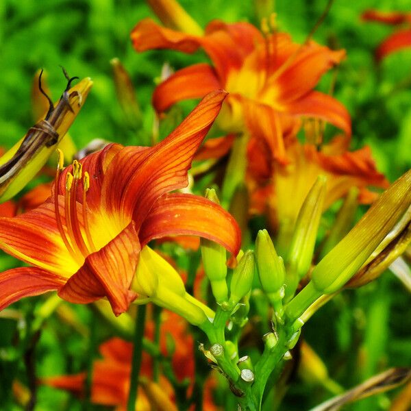 Hemerocallis fulva फूल