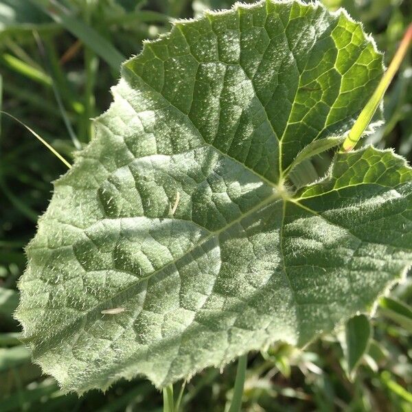 Cucumis engleri पत्ता