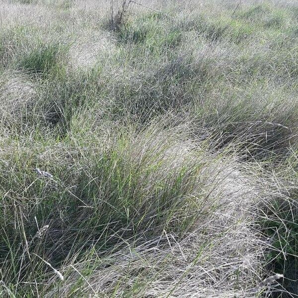 Macrochloa tenacissima Habitat