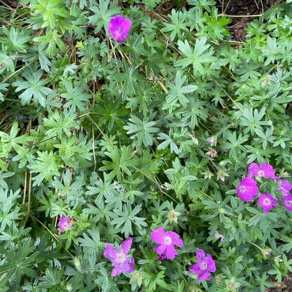 Geranium sanguineum Habitatea