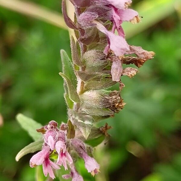 Odontites vernus Flower