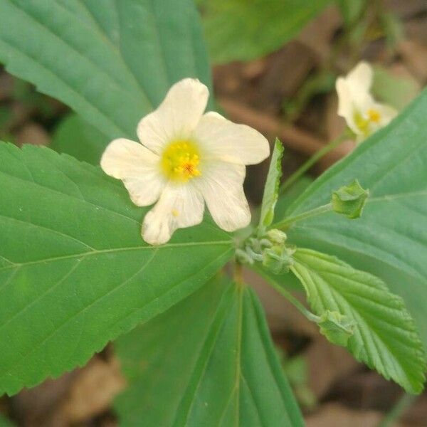 Sida acuta Flower