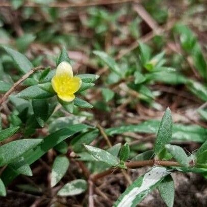 Portulaca quadrifida Flower