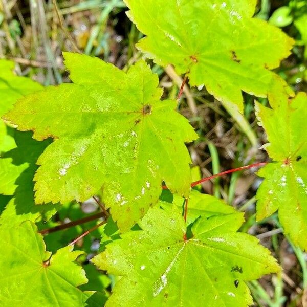 Acer circinatum Leaf