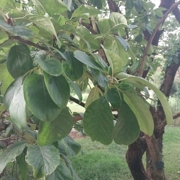 Chionanthus retusus Lapas